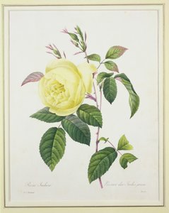 Rosa indica, graviert von Bessin, aus 